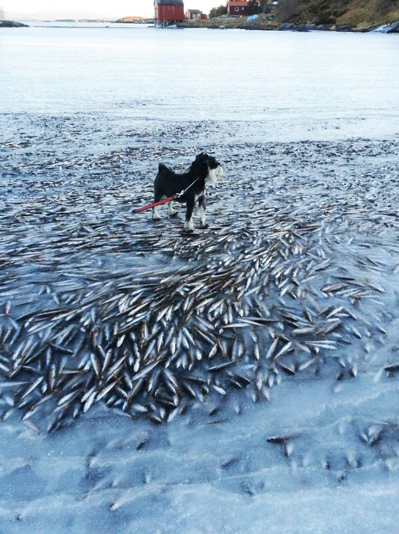 Illustration for article titled The sea froze so fast that it killed thousands of fish instantly